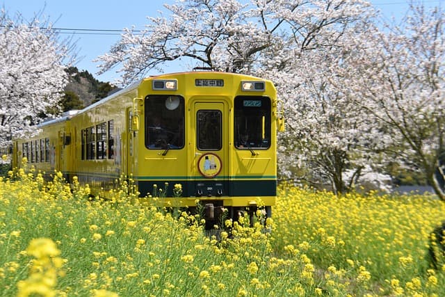 菜の花畑を進むいずみ鉄道の列車の画像